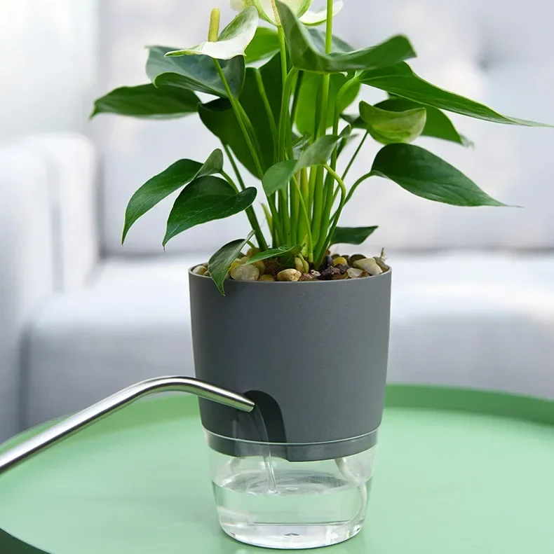 Transparent Double Layer Plast - Aloe Vera Pot ulasan dan harga