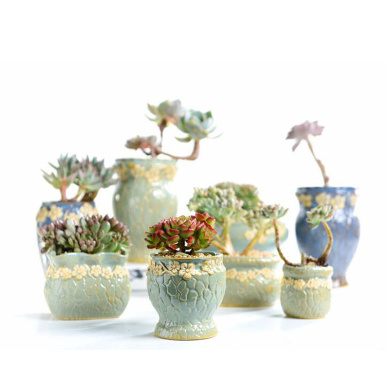 Succulent Plants Flowerpot Sma - Echeveria Succulent ulasan dan harga