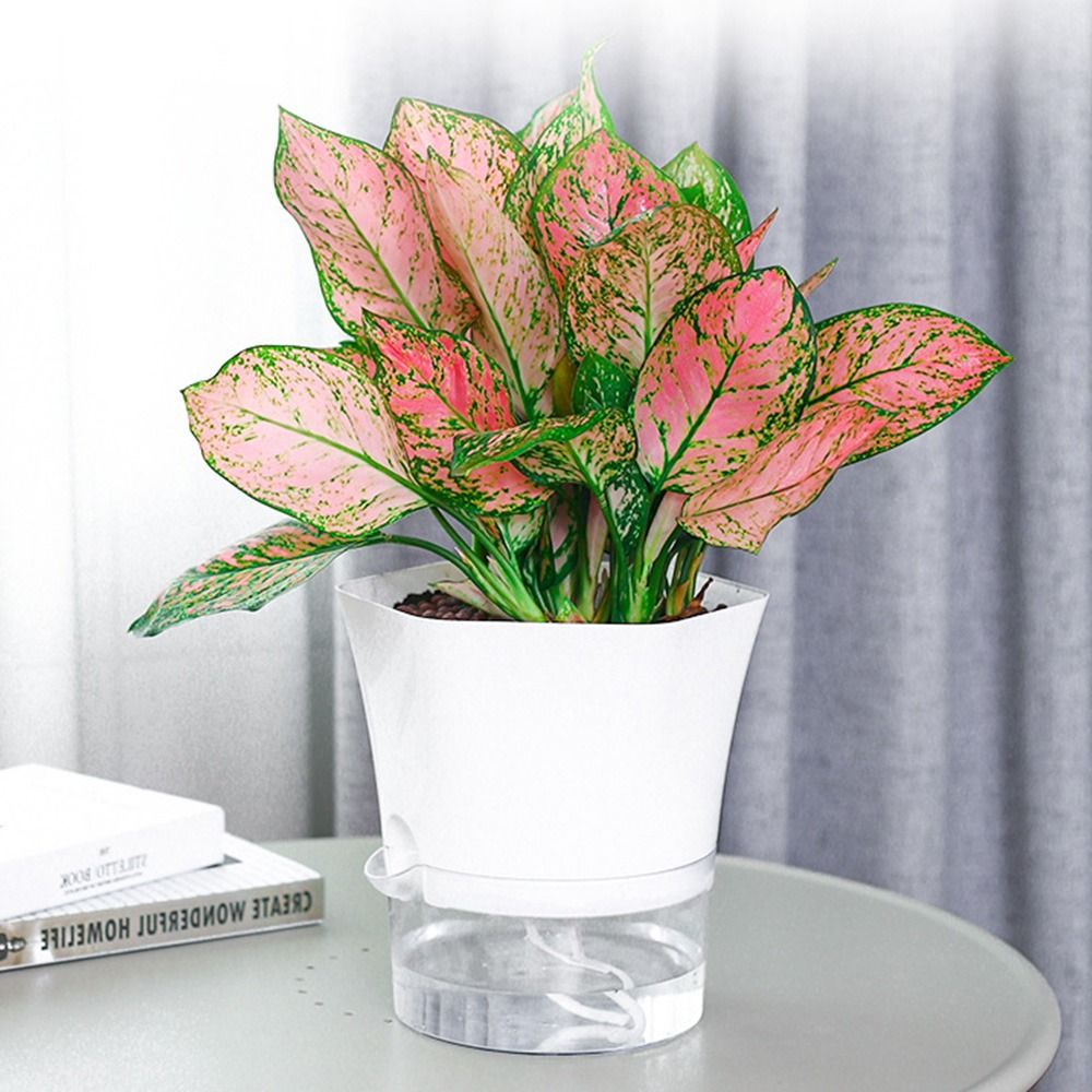 Transparent Double Layer Plast - Aloe Vera Pot ulasan dan harga