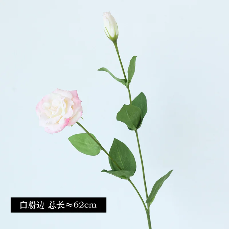 10Pcs/lot Moisturizing 2Head E - Ficus Lyrata Tree ulasan dan harga